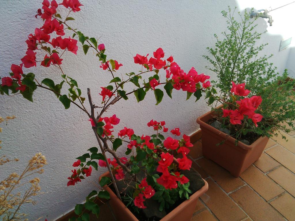 Nou Estrelles